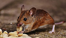 24 Hour & Emergency Exterminators in Spencer, TN